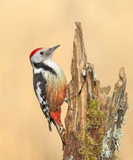Middle spotted woodpecker (Dendrocopos medius), male sitting on a tree stump overgrown with moss