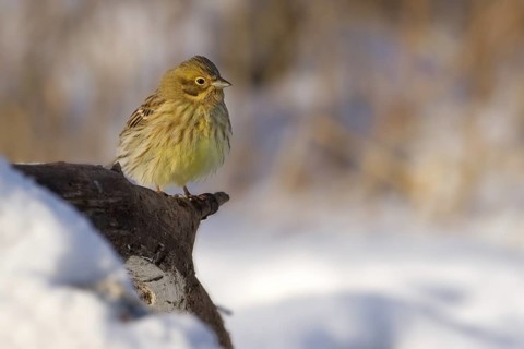 Yellowhammer (Emberiza citrinella), Saxony-Anhalt, Germany