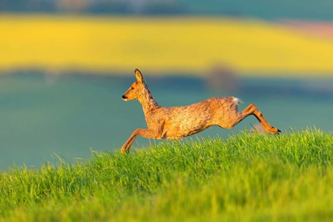 Roe deer, European roe deer, (Capreolus capreolus), animals, mammal, mammals, meadow, grass, rape,