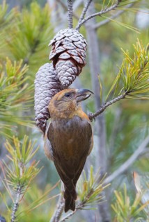 Common Crossbill - Fichtenkreuzschnabel - Loxia curvirostra ssp. polyogyna, Morocoo, adult male
