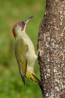 European Green Woodpecker (Picus viridis), adult male perched on a tree, Castilla Leon, Spain