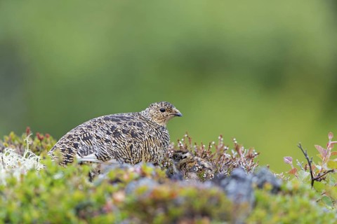 Rock ptarmigan, (Lagopus mutus), Animals, Birds, Hen with chicks, Pheasant family, Reykjahlíð,