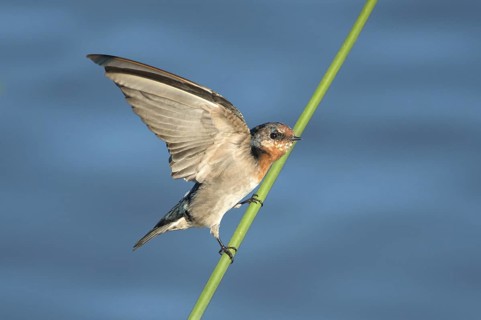 Welcome Swallow (Hirundo neoxena), Victoria, Australia