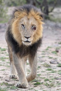 African Lion (Panthera leo) lonely male with injured and bloody face, Masai Mara, Kenya