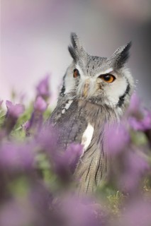 Southern White-faced Owl (Ptilopsis granti) captive, Germany