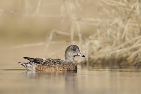 American Wigeon (Mareca americana) female, British Columbia, Canada