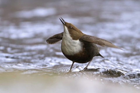 White-throated Dipper (Cinclus cinclus) mating, Saxony-Anhalt, Germany