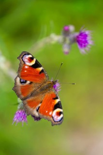 European peacock butterfly (Aglais io) sitting on a flower and drinking nectar, Upper Palatinate,