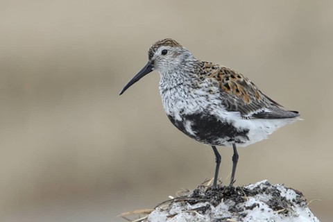 Dunlin (Calidris alpina), Alaska, USA
