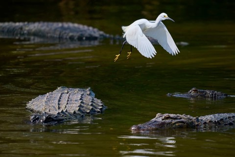 A white bird flies over several alligators in the water, Great White Egret (Egretta thula),