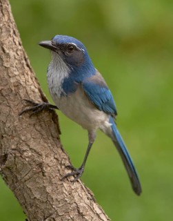 California Scrub-Jay (Aphelocoma californica)