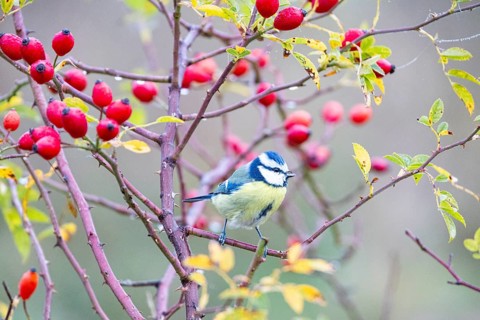 Blue tit (Parus caeruleus) Germany