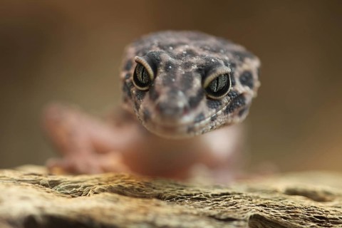 Portrait of the leopard gecko (Eublepharis macularius), eyes, depth of field, captive