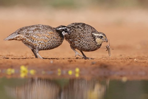 Northern Bobwhite (Colinus virginianus) pair, Texas, USA