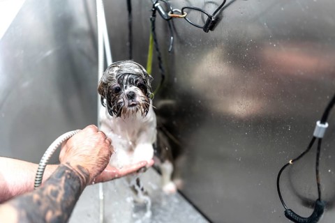 Shih tzu dog standing in a metal tub, receiving a bath from a groomer using a shower hose, with