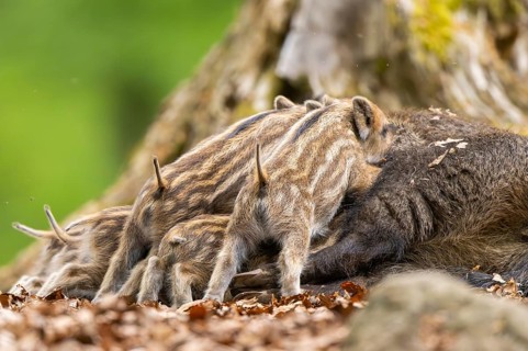 Wild boar (Sus scrofa) piglets (Squeaker) suckle milk at their mother in a forest, Bavaria, Germany