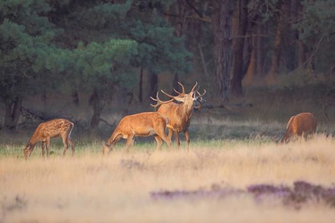 Herd of red deer (Cervus elaphus) with male top dog during rut, antlers, rutting cry, heather,