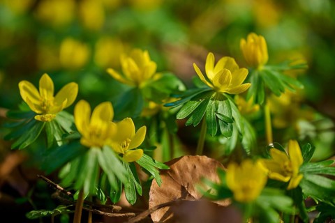 Yellow flowers winter aconite (Eranthis hyemalis), with green foliage in the sunny spring light,