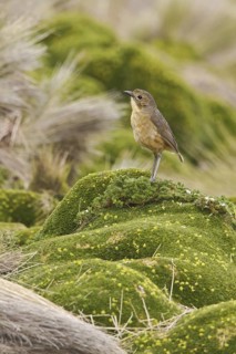 Tawny Antpitta (Grallaria quitensis), Ecuador