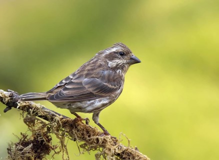 Purple Finch (Haemorhous purpureus) female, Saskatchewan, Canada