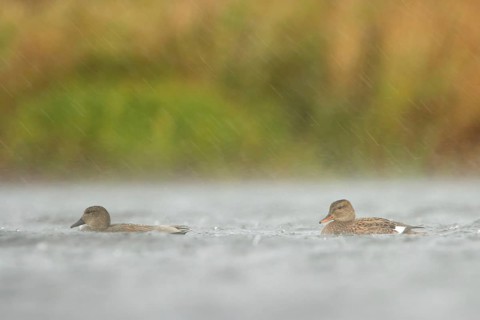 Gadwall (Mareca strepera), Utrecht, Netherlands
