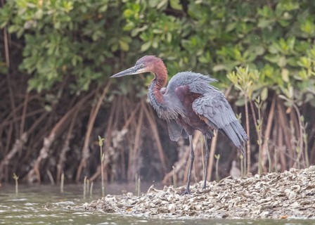 Goliath Heron (Ardea goliath), Gambia