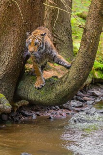 One young female Siberian Tiger, Panthera tigris altaica, standing on a curved tree over the cool