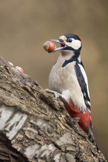 Great Spotted Woodpecker (Dendrocopos major), Lower Saxony, Germany