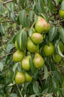 Pear (Pyrus communis GUTE LUISE VON AVRANCHES),  Germany
