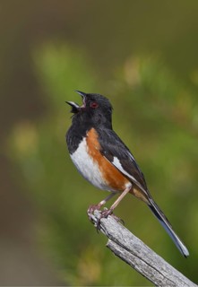 Eastern Towhee (Pipilo erythrophthalmus) male singing, Michigan, USA