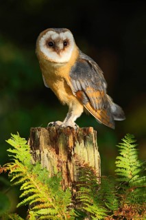 Barn owl, Tito alba, nice bird sitting on stone fence in forest cemetery with green fern, nice