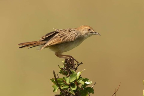 Stout Cisticola (Cisticola robustus), Masai Mara, Kenya