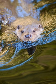 Eurasian otter (Lutra lutra) swimming in a lake in the bavarian forest, Bavaria, Germany