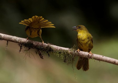 Olive-green Tanager (Orthogonys chloricterus) singing from branch, Atlantic rainforest, Brazil