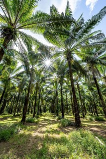 Palm oil plantation, environmental destruction through monoculture, Costa Rica