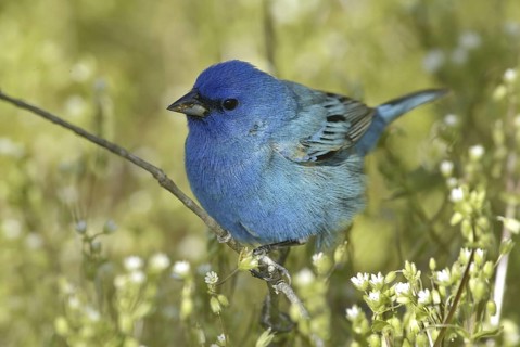 Indigo Bunting (Passerina cyanea) male, Ontario, Canada