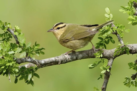 Worm-eating Warbler (Helmitheros vermivorum), Texas, USA