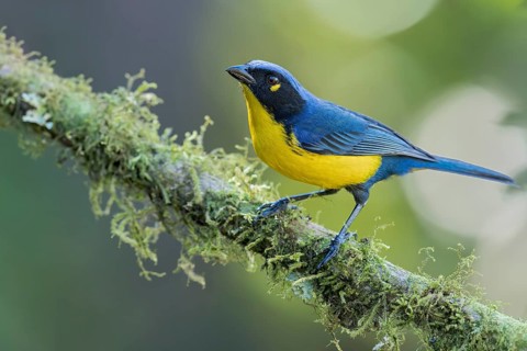 Santa Marta Mountain Tanager (Anisognathus melanogenys) perched on a branch in Colombia, South