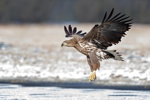 White-tailed Eagle (Haliaeetus albicilla) juvenile landing on ice, Poland