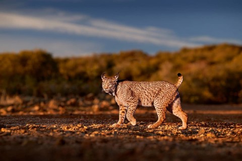 Spain wildlife. Iberian lynx, Lynx pardinus, wild cat endemic Spain in Europe. Rare cat walk in the