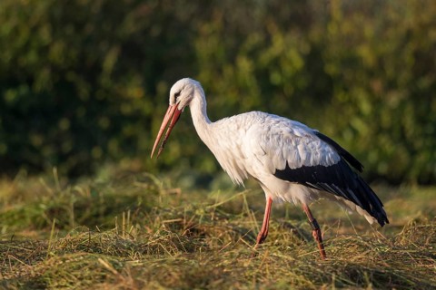 White Stork (Ciconia ciconia) foraging, North Rhine-Westphalia, Germany