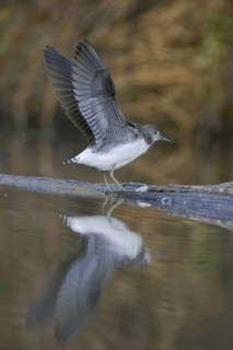 Green Sandpiper (Tringa ochropus), Saxony, Germany