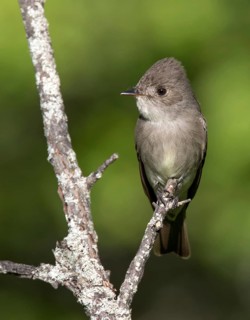 A Western Wood Pewee, Contopus sordidulus, perched at Cypress Hills Interprovincial Park,