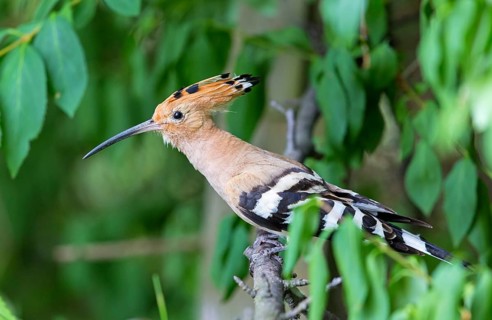 Hoopoe, (Upupa epops), animals, birds, family of tree hoppers, Großkarlbach, Bad Dürkheim district,