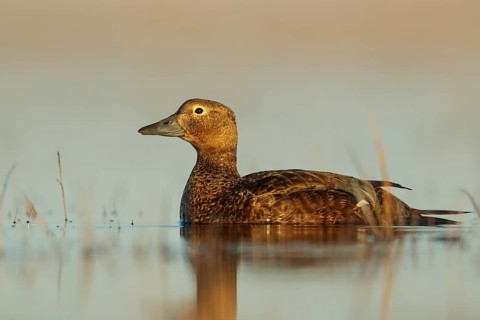 Steller's Eider (Polysticta stelleri) feeding on a small pond on the tundra in Northern Alaska
