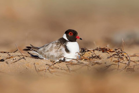 Hooded Dotterel (Thinornis cucullatus) incubating, Victoria, Australia