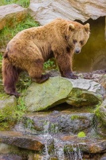 An adult brown bear (Ursus arctos arctos) walks across a rocky slope, crossing a creek above a