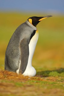 King penguin, Aptenodytes patagonicus sitting in grass with tilted head, Falkland Islands. Bird