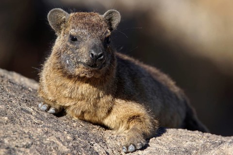 South Africa, Africa, rock hylash, Cape Town, Procavia capensis