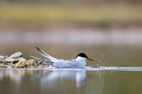 Common Tern (Sterna hirundo) bathing, North Rhine-Westphalia, Germany